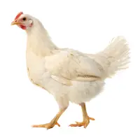 Broiler chicken type in Pakistan for daily poultry market rates.