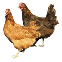 Free-range desi chicken type in Pakistan.
