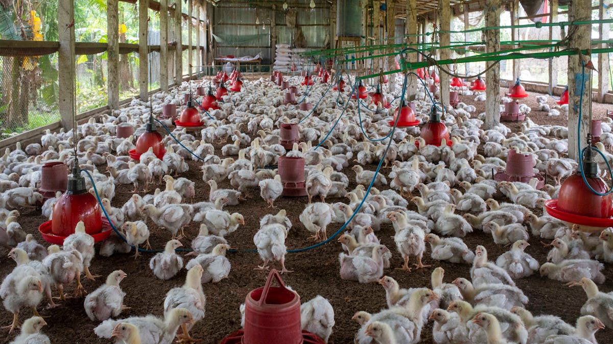 Pakistani market dashboard for daily meat and poultry rates